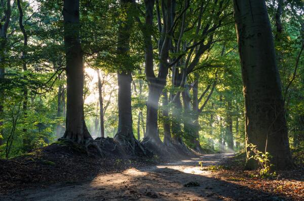 photo 16 Oldendiever 6