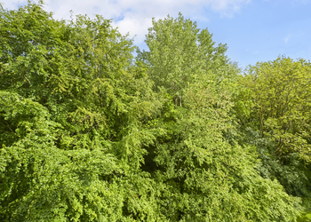'S-GRAVENHAGE
