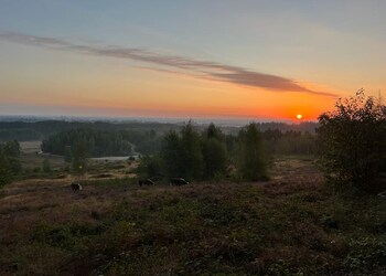 Rhenen